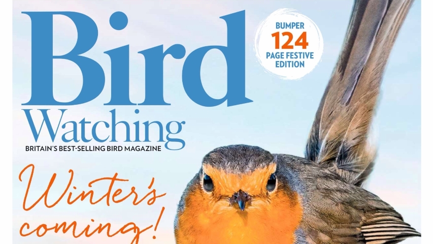 Back chat – Bird Watching Magazine